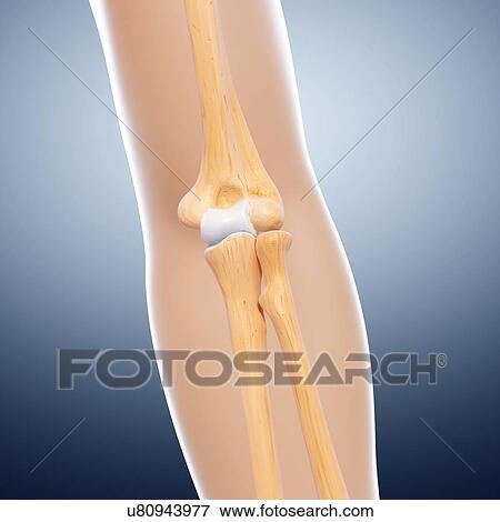 Human arm bones, artwork View Large Illustration Stock Illustration - Human arm bones, artwork. Fotosearch