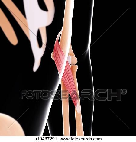 Clip Art - Human arm musculature, artwork. Fotosearch