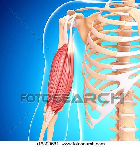 Clip Art - Human arm musculature, artwork. Fotosearch