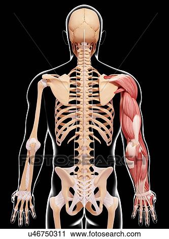 Clip Art - Human arm musculature, artwork. Fotosearch