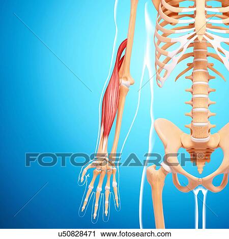 Human arm musculature, artwork View Large Illustration Clip Art - Human arm musculature, artwork. Fotosearch