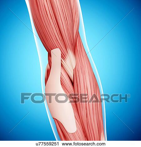 Human arm musculature, artwork Clip Art | u77559251 | Fotosearch
