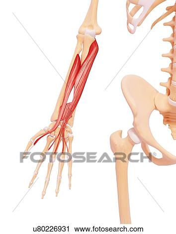 Clip Art - Human arm musculature, artwork. Fotosearch