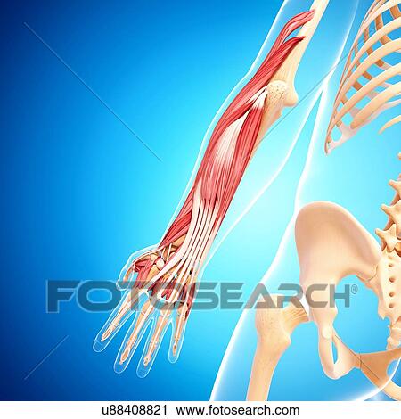 Human arm musculature, artwork View Large Illustration Clip Art - Human arm musculature, artwork. Fotosearch