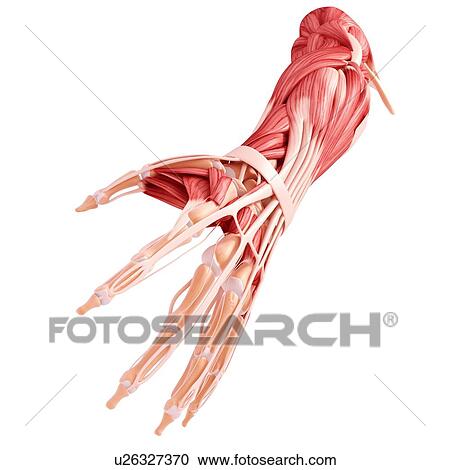 Clipart - Human arm musculature, artwork. Fotosearch