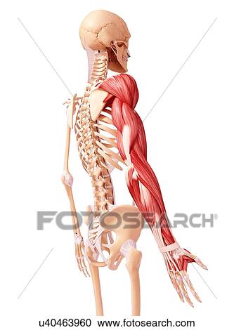Human arm musculature, artwork View Large Illustration Clipart - Human arm musculature, artwork. Fotosearch