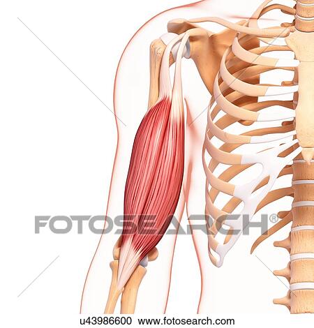 Clipart - Human arm musculature, artwork. Fotosearch