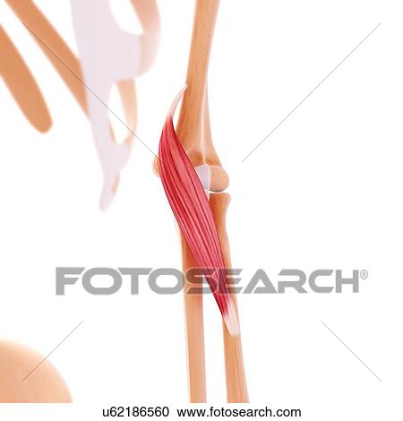 Clipart - Human arm musculature, artwork. Fotosearch