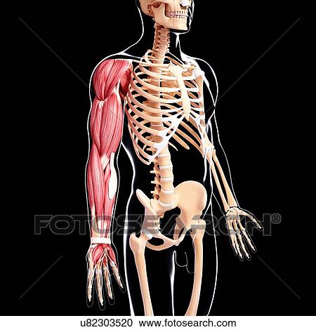 Human arm musculature, artwork View Large Illustration Clipart - Human arm musculature, artwork. Fotosearch