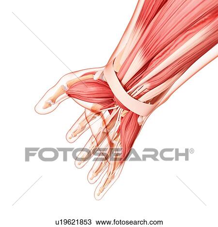 Drawing - Human arm musculature, artwork. Fotosearch