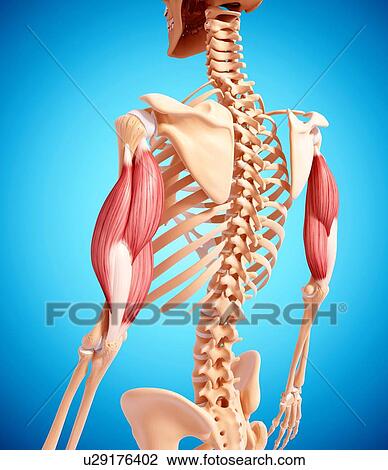Human arm musculature, artwork View Large Illustration Drawing - Human arm musculature, artwork. Fotosearch