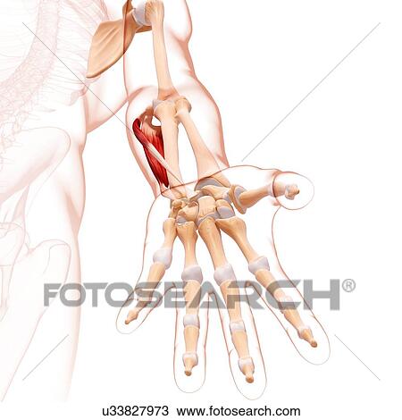 Human arm musculature, artwork View Large Illustration Drawing - Human arm musculature, artwork. Fotosearch