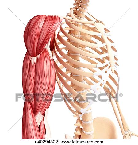 Drawing - Human arm musculature, artwork. Fotosearch