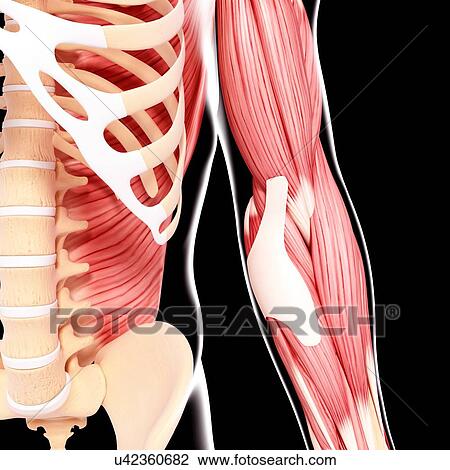 Human arm musculature, artwork View Large Illustration Drawing - Human arm musculature, artwork. Fotosearch