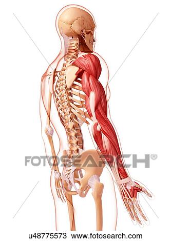 Drawing - Human arm musculature, artwork. Fotosearch