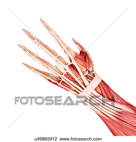 Drawing - Human arm musculature, artwork. Fotosearch