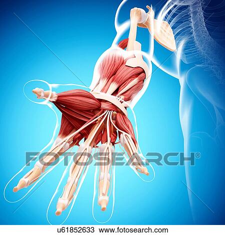 Drawing - Human arm musculature, artwork. Fotosearch