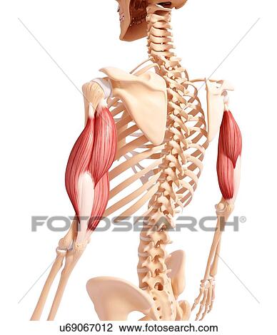 Drawing - Human arm musculature, artwork. Fotosearch