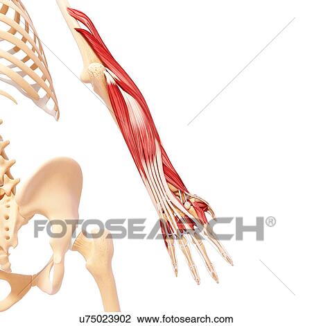 Human arm musculature, artwork View Large Illustration Drawing - Human arm musculature, artwork. Fotosearch