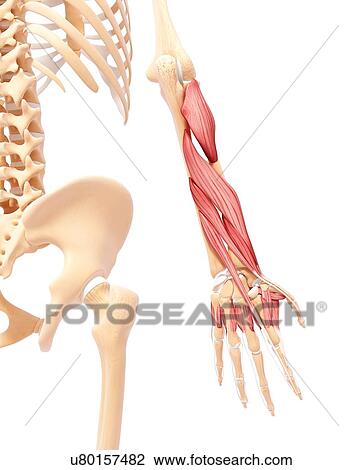 Human arm musculature, artwork View Large Illustration Drawing - Human arm musculature, artwork. Fotosearch