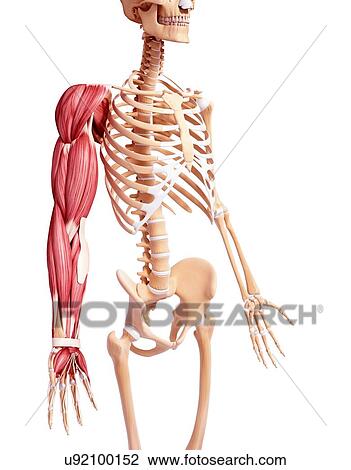 Human arm musculature, artwork View Large Illustration Drawing - Human arm musculature, artwork. Fotosearch