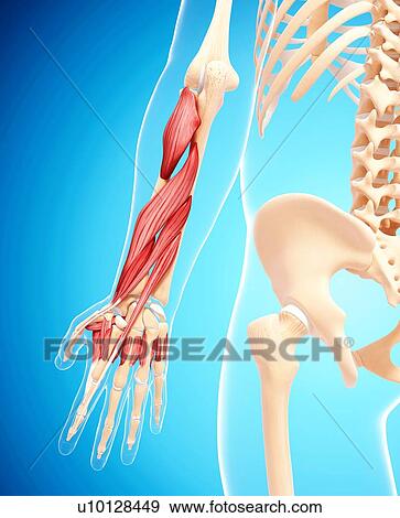 Human arm musculature, artwork View Large Illustration Stock Illustration - Human arm musculature, artwork. Fotosearch
