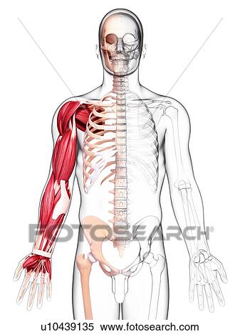 Human arm musculature, artwork View Large Illustration Stock Illustration - Human arm musculature, artwork. Fotosearch