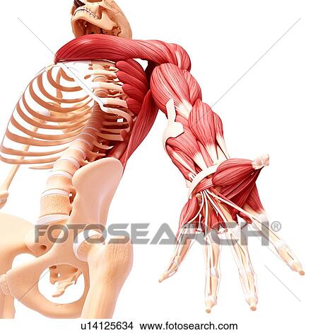 Human arm musculature, artwork View Large Illustration Stock Illustration - Human arm musculature, artwork. Fotosearch