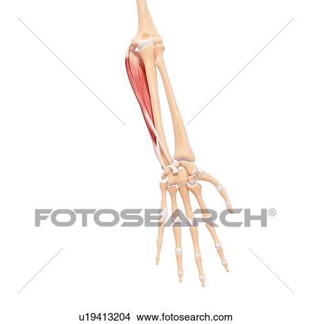 Human arm musculature, artwork View Large Illustration Stock Illustration - Human arm musculature, artwork. Fotosearch