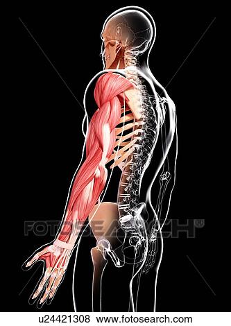 Human arm musculature, artwork View Large Illustration Stock Illustration - Human arm musculature, artwork. Fotosearch