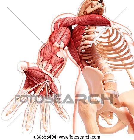 Human arm musculature, artwork View Large Illustration Stock Illustration - Human arm musculature, artwork. Fotosearch
