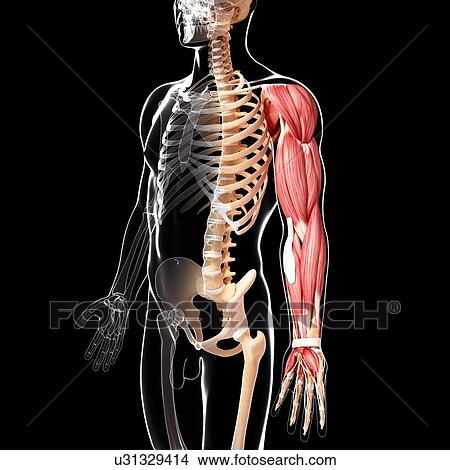Human arm musculature, artwork View Large Illustration Stock Illustration - Human arm musculature, artwork. Fotosearch