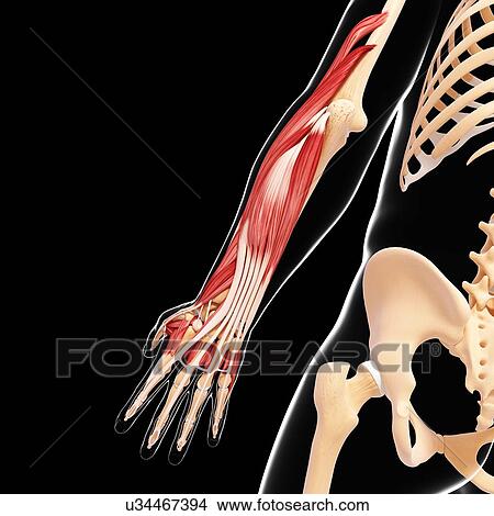 Human arm musculature, artwork View Large Illustration Stock Illustration - Human arm musculature, artwork. Fotosearch