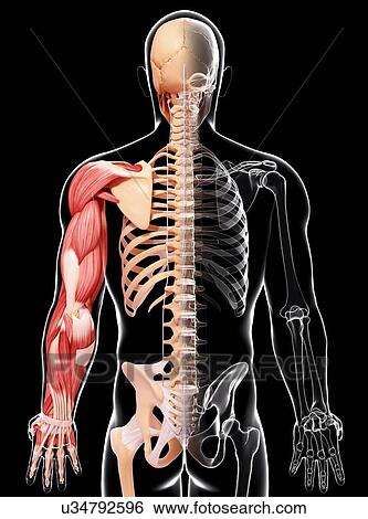 Human arm musculature, artwork View Large Illustration Stock Illustration - Human arm musculature, artwork. Fotosearch