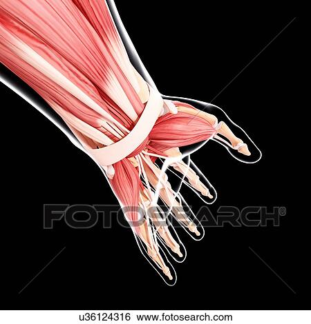 Human arm musculature, artwork View Large Illustration Stock Illustration - Human arm musculature, artwork. Fotosearch