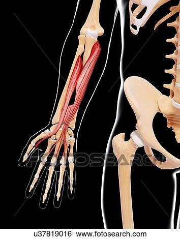 Stock Illustration - Human arm musculature, artwork. Fotosearch