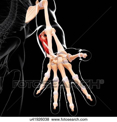 Human arm musculature, artwork View Large Illustration Stock Illustration - Human arm musculature, artwork. Fotosearch