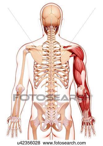 Human arm musculature, artwork View Large Illustration Stock Illustration - Human arm musculature, artwork. Fotosearch