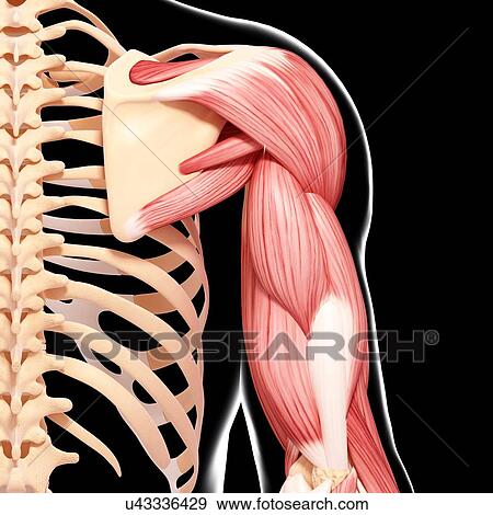 Stock Illustration - Human arm musculature, artwork. Fotosearch