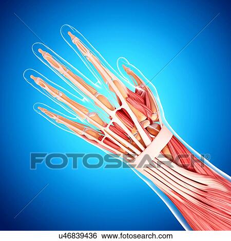 Human arm musculature, artwork View Large Illustration Stock Illustration - Human arm musculature, artwork. Fotosearch
