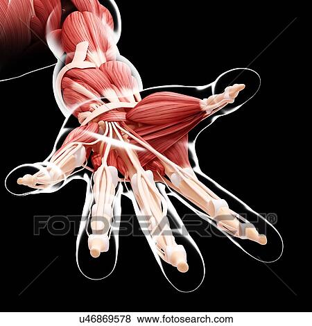 Stock Illustration - Human arm musculature, artwork. Fotosearch