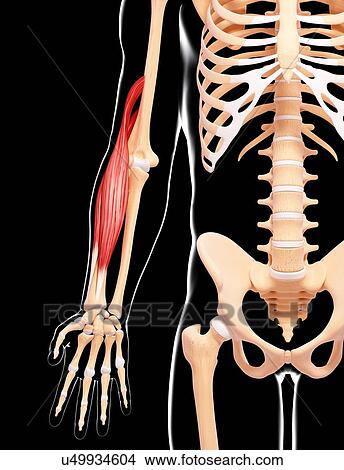 Stock Illustration - Human arm musculature, artwork. Fotosearch