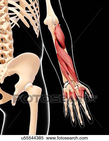 Human arm musculature, artwork View Large Illustration Stock Illustration - Human arm musculature, artwork. Fotosearch