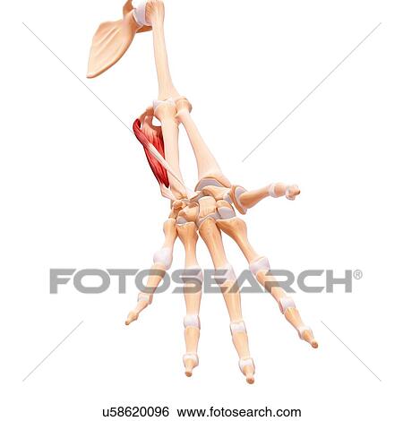 Stock Illustration - Human arm musculature, artwork. Fotosearch