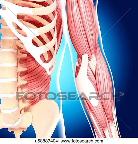 Human arm musculature, artwork View Large Illustration Stock Illustration - Human arm musculature, artwork. Fotosearch