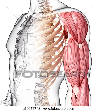 Human arm musculature, artwork View Large Illustration Stock Illustration - Human arm musculature, artwork. Fotosearch
