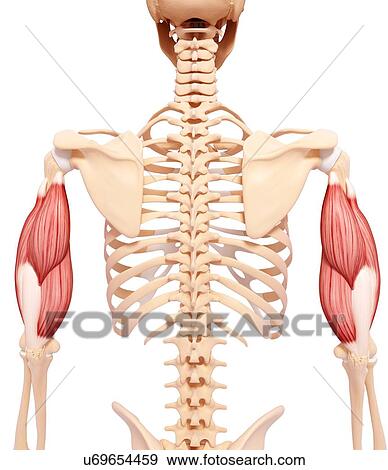 Human arm musculature, artwork View Large Illustration Stock Illustration - Human arm musculature, artwork. Fotosearch