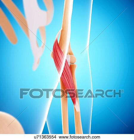 Human arm musculature, artwork View Large Illustration Stock Illustration - Human arm musculature, artwork. Fotosearch