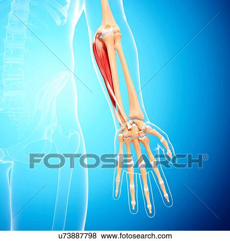 Stock Illustration - Human arm musculature, artwork. Fotosearch