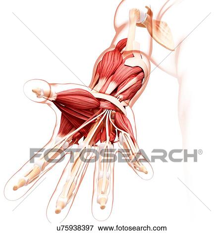 Human arm musculature, artwork View Large Illustration Stock Illustration - Human arm musculature, artwork. Fotosearch